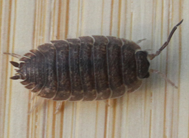 European Woodlouse
